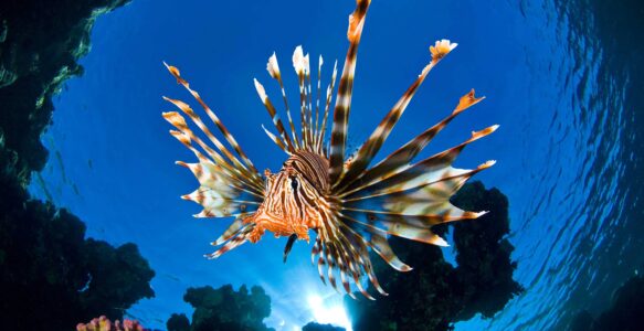 The Lionfish Invasion in the Mediterranean Sea